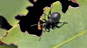 Black vine weevil on a leaf - credit: ICL